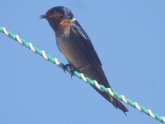 Hirundo domicola