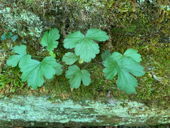 Waldsteinia lobata