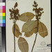 Calophyllum ferrugineum - Photo (c) filibot.web,  זכויות יוצרים חלקיות (CC BY-NC-SA)