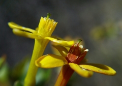 Ribes aureum gracillimum