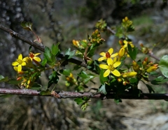 Ribes aureum gracillimum