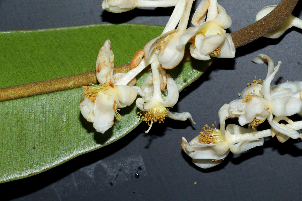 Calophyllum rufigemmatum