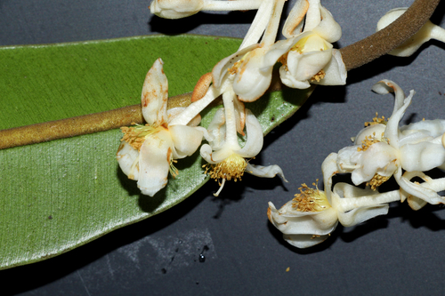 Calophyllum rufigemmatum