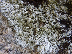 Physcia tribacia