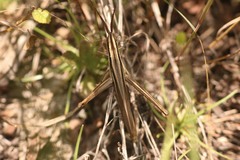 Mermiria intertexta