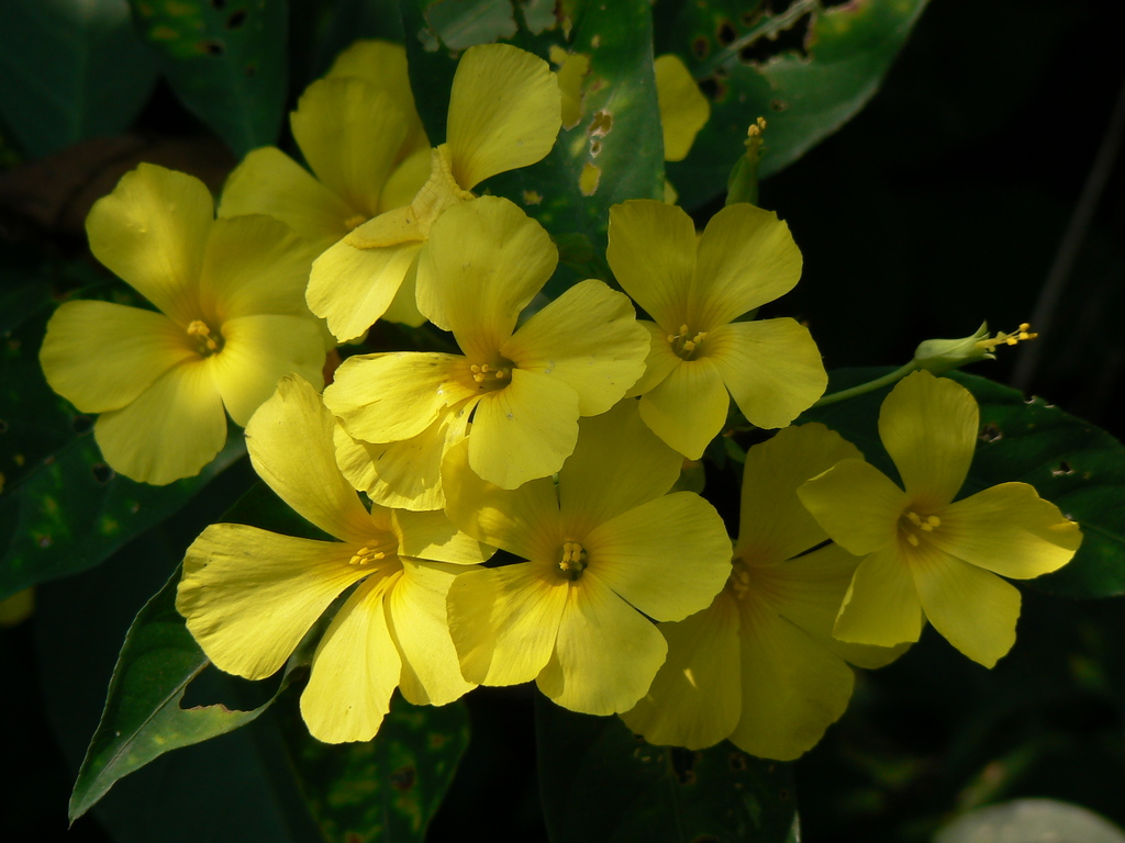 Reinwardtia
