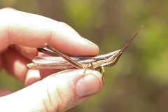 Mermiria intertexta