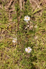 Ampelaster carolinianus