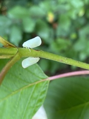 Ormenoides