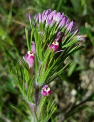 Castilleja exserta exserta