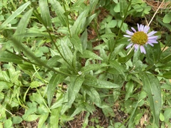 Erigeron aliceae