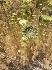 Visnaga daucoides