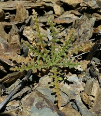 Mentzelia lindleyi