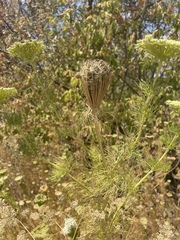 Visnaga daucoides