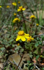 Leptosyne hamiltonii