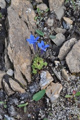 Gentiana brachyphylla brachyphylla