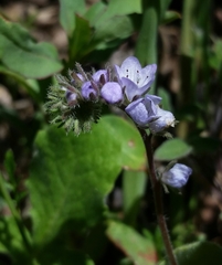 Phacelia breweri