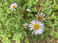 Erigeron aliceae