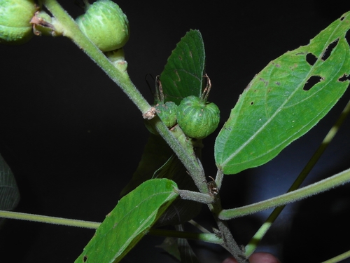 Alchornea tiliifolia