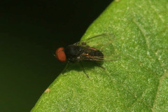 Platypezinae