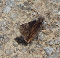 Erynnis icelus