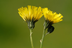 Pilosella lactucella