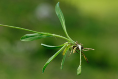 Pilosella lactucella