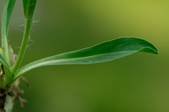 Pilosella lactucella