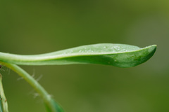 Pilosella lactucella