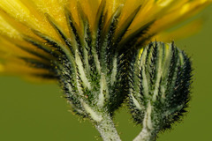 Pilosella lactucella