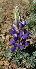 Lupinus albifrons collinus