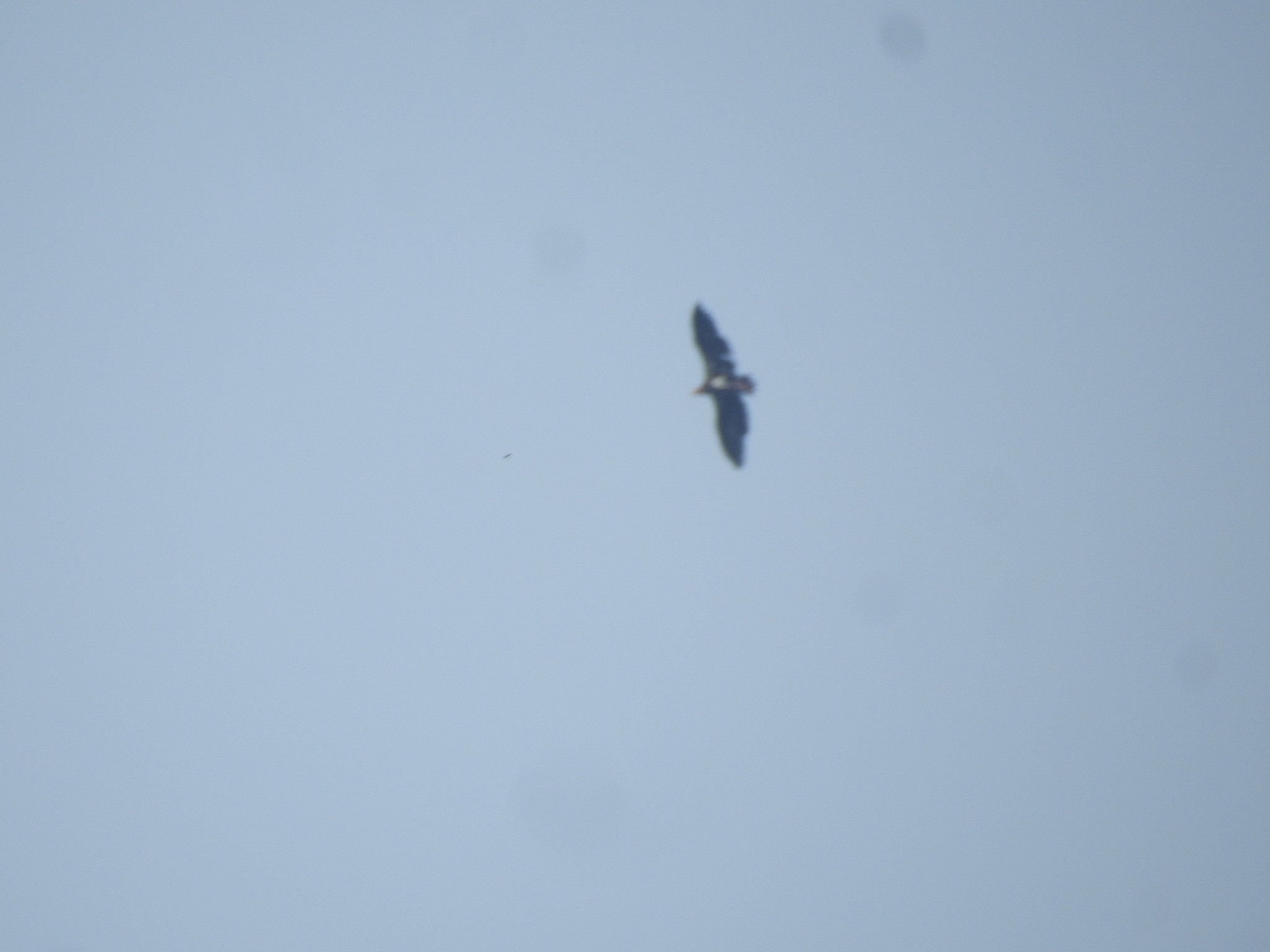 Red-headed Vulture