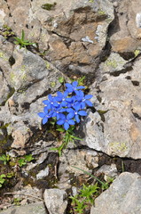 Gentiana brachyphylla brachyphylla
