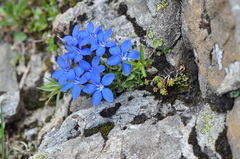 Gentiana brachyphylla brachyphylla