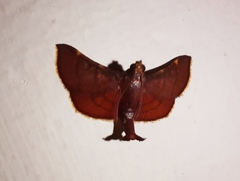 Hypsopygia pelasgalis