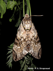 Psilogramma menephron