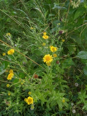 Pulicaria dysenterica