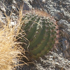 Ferocactus emoryi emoryi