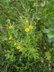 Pulicaria dysenterica