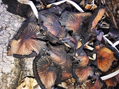 Coprinellus