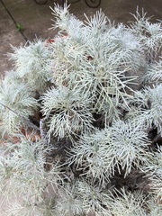 Artemisia mauiensis