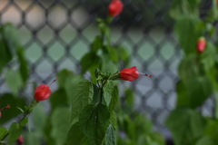 Malvaviscus arboreus