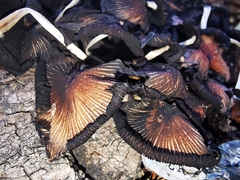 Coprinellus