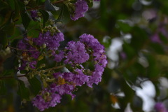 Lagerstroemia indica