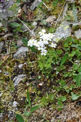 Androsace obtusifolia