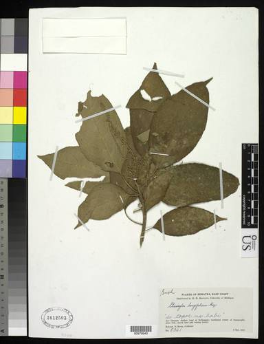 Claoxylon longifolium