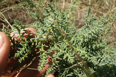 Suaeda prostrata