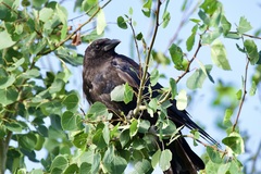 Corvus corax