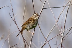 Zonotrichia albicollis