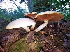 Cyclocybe aegerita